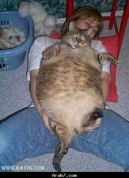 une chat