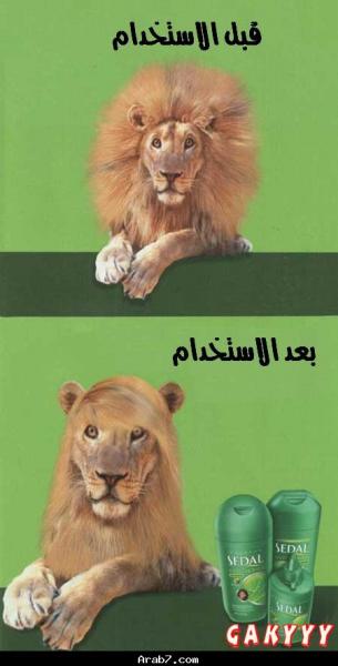 chouf ach kaydir sedal l cha3r